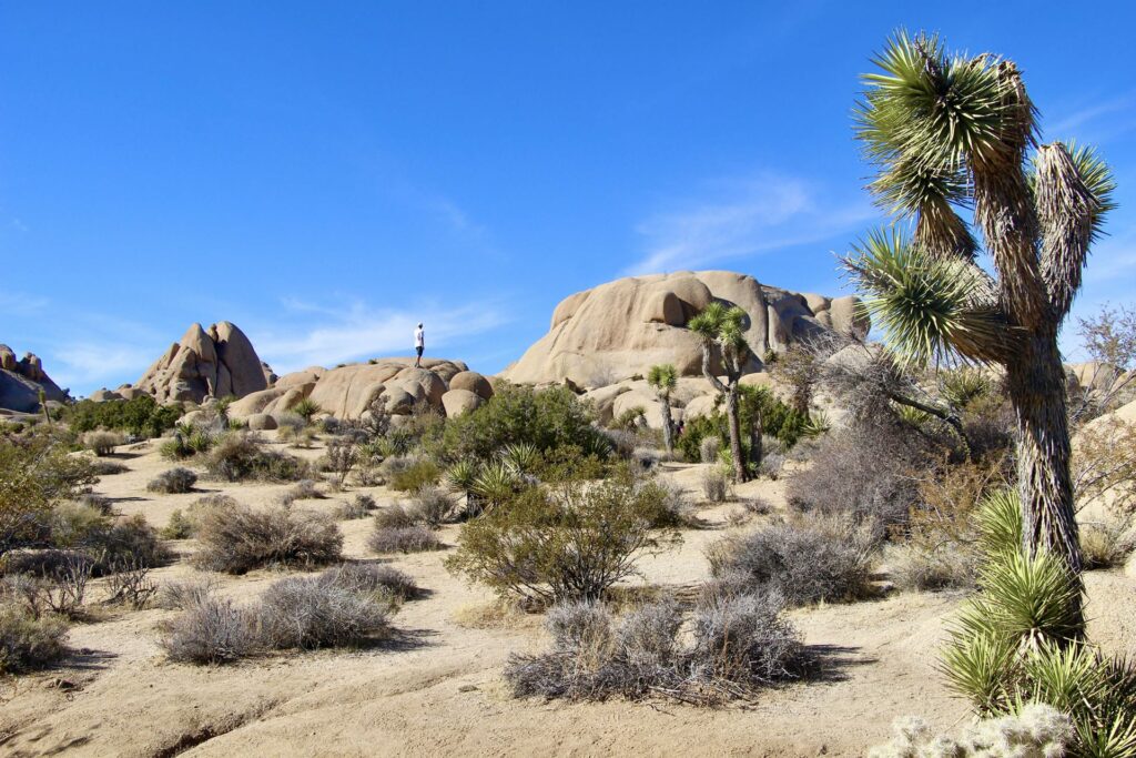 Joshua Tree National Park