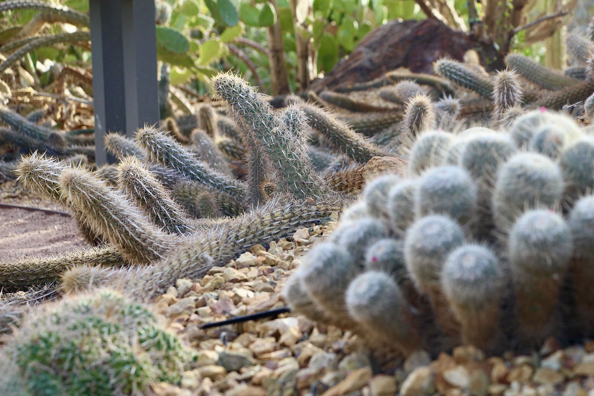 cactus jardin botanique phoenix